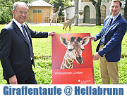 Giraffen-Mädchen im Tierpark Hellabrunn auf den Namen "Limber getauft. Stadtsparkasse München ist Patin und fördert auch den Neubau der Giraffen-Savanne (Foto. Tierpark Hellabrunn)